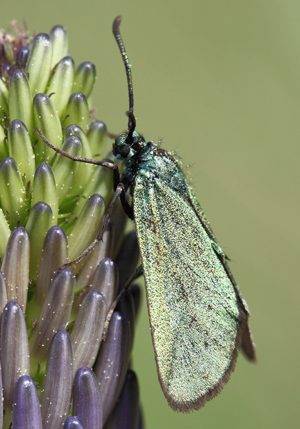 Zygaenidae da id